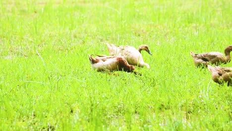 Ducks-feeding-in-green-grass-as-a-flock