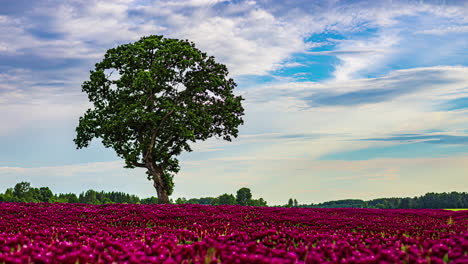 Blühendes-Rotes-Blumenfeld-Mit-Einem-Einsamen-Baum-Unter-Einem-Blauen-Himmel-Im-Zeitraffer