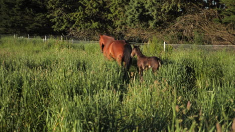 horse with baby foal in field running