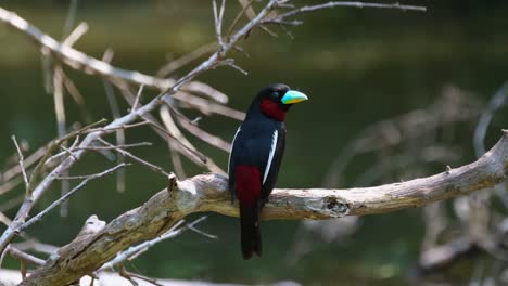 seen from its back looking to the right and up, black-and-red broadbill, cymbirhynchus macrorhynchos, kaeng krachan national park, thailand