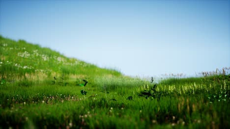 field of green fresh grass under blue sky