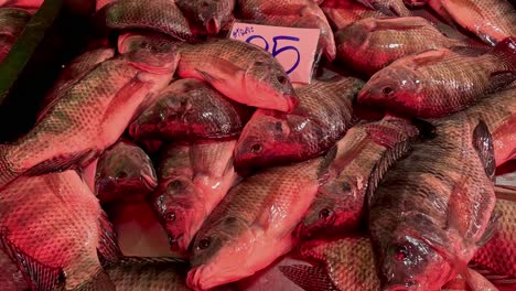 assorted tilapia fish showcased for sale