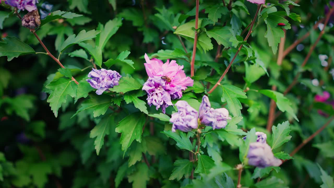 flores de hibisco de flor rosa que son polinizadas por las abejas