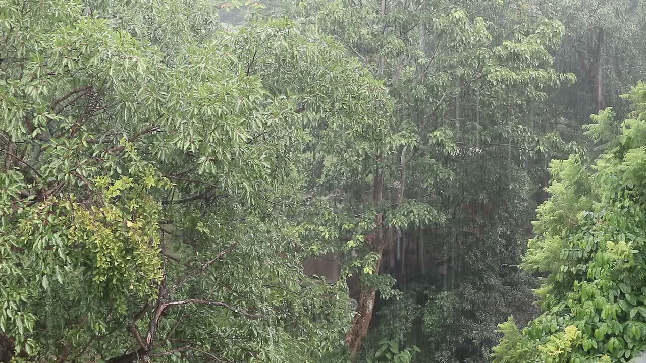 Close up of branches and trees with monsoon rainstorm in Thailand ...
