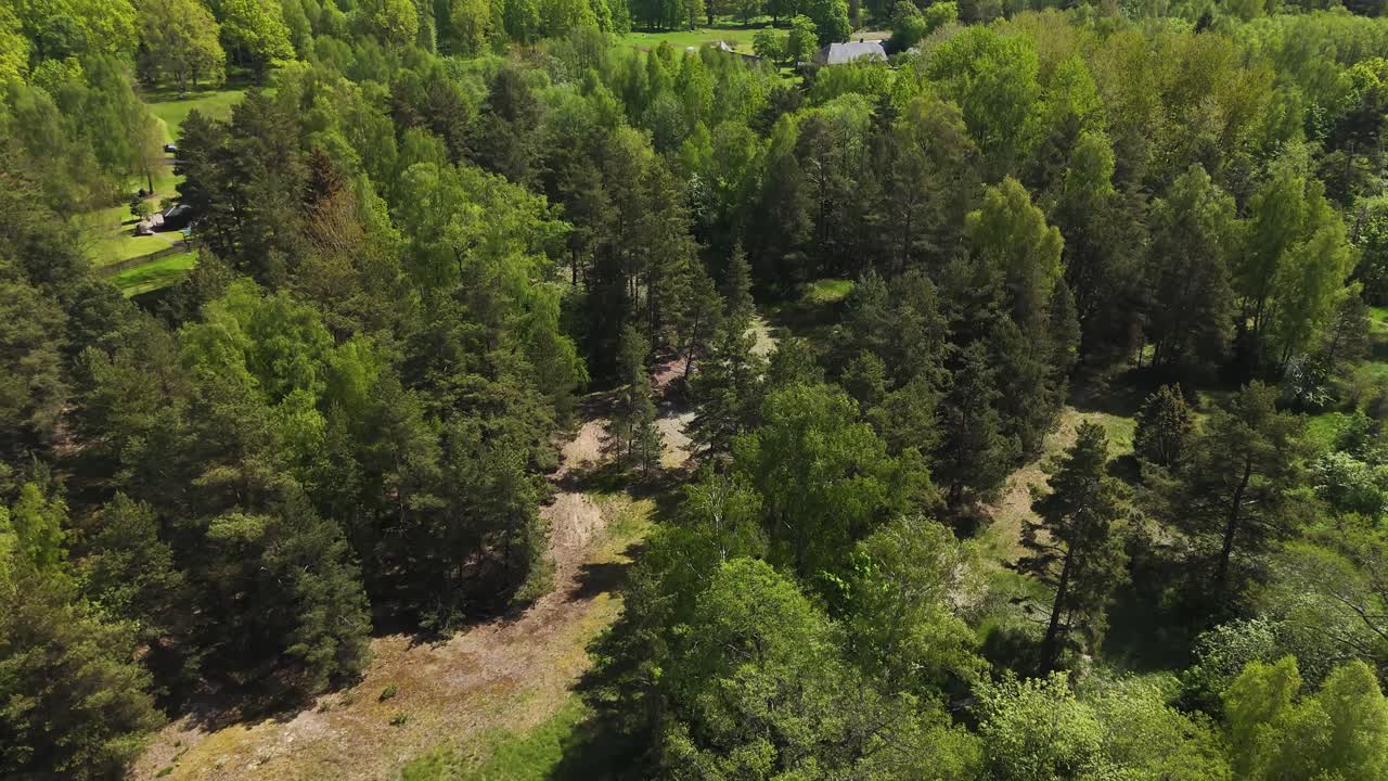 Forest full of trees with thick leaves with pathway on the ground, aerial footage