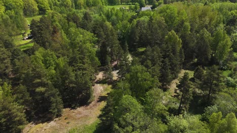 forest full of trees with thick leaves with pathway on the ground, aerial footage