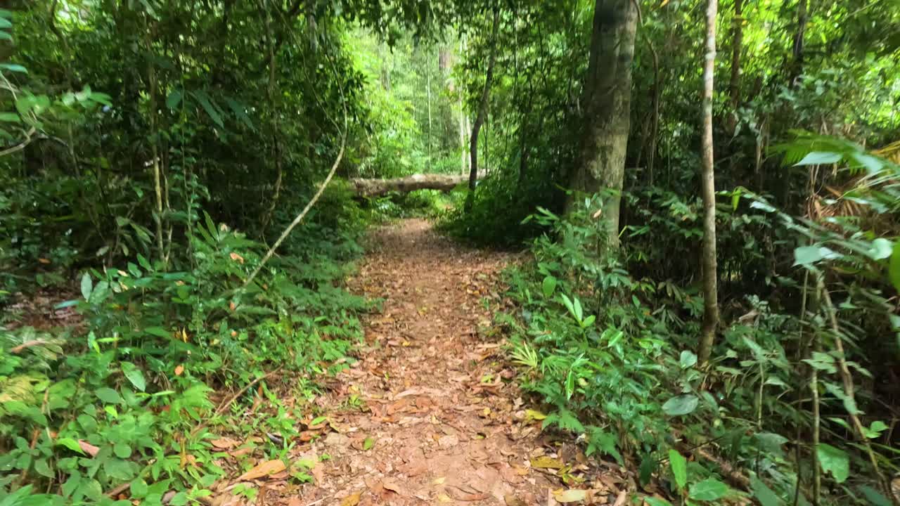 큰 나무 가 막고 있는 숲 의 길