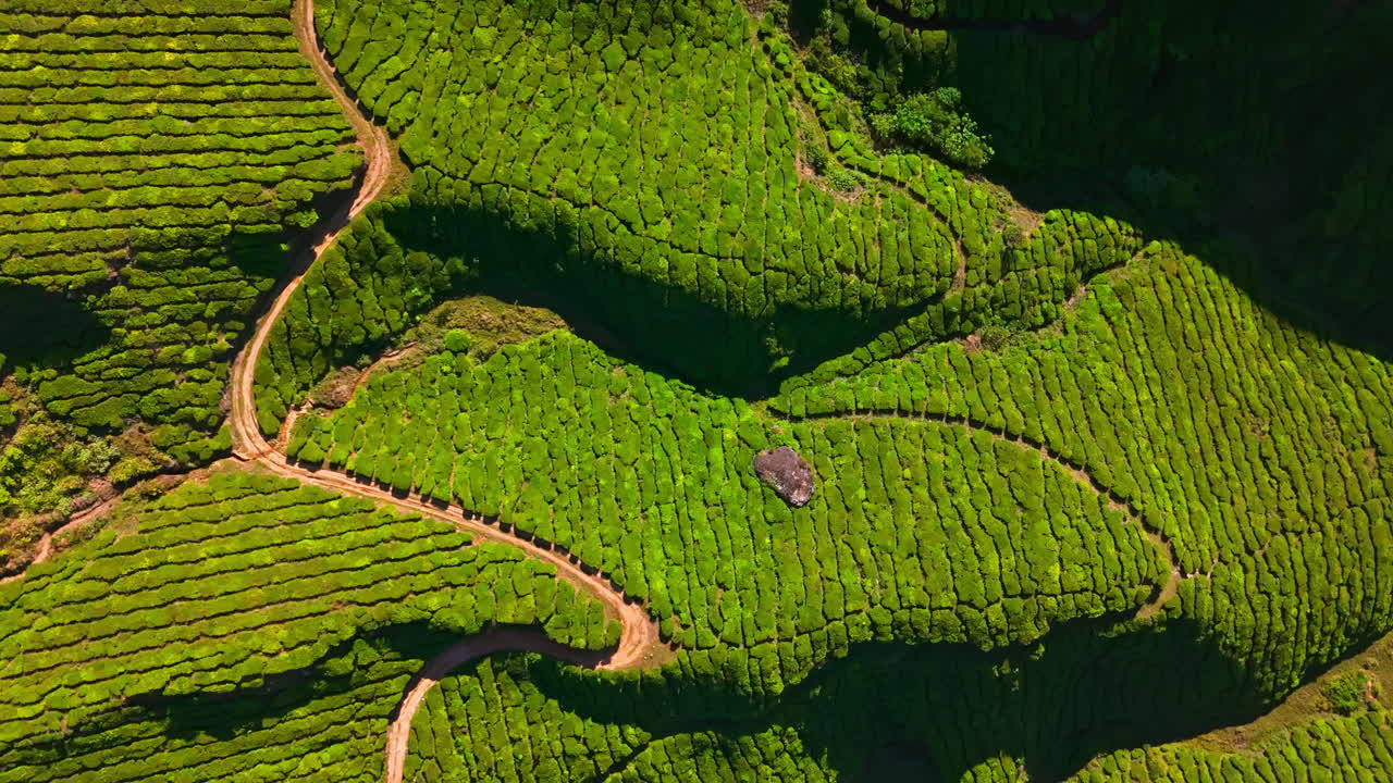 Top down drone shot above tea plantations of Munnar, golden hour in Kerala, India