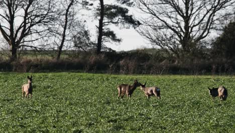 wild roe deer farm field agriculture eating crop animals cambridgeshire uk