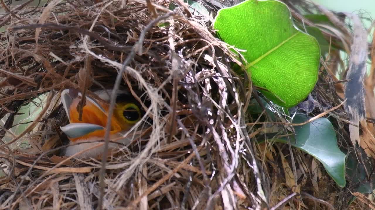 el pico ancho de pecho plateado es un ave famosa en tailandia, tanto local como internacional