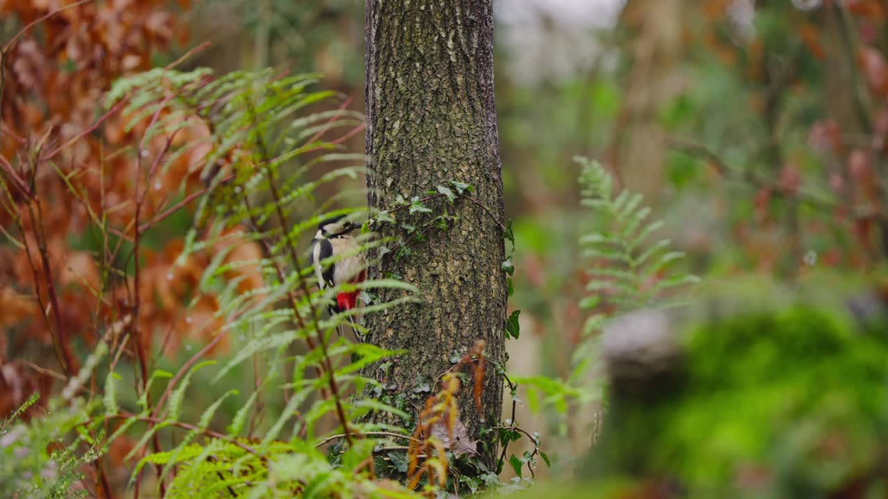 Great spotted woodpecker perched on vertical trunk, soft backlight and orange autumn leaves