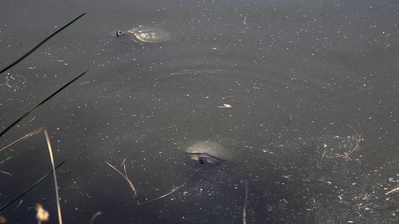 a red-eared 슬라이더 floats 에 a 연못 갑자기 a arizona 진흙 거북 표면, 분수 언덕, arizona