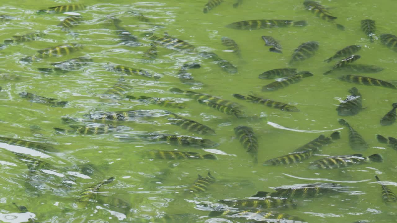 Large school of Zebra Tilapia Heterotilapia buttikoferi in a pond viewed from above