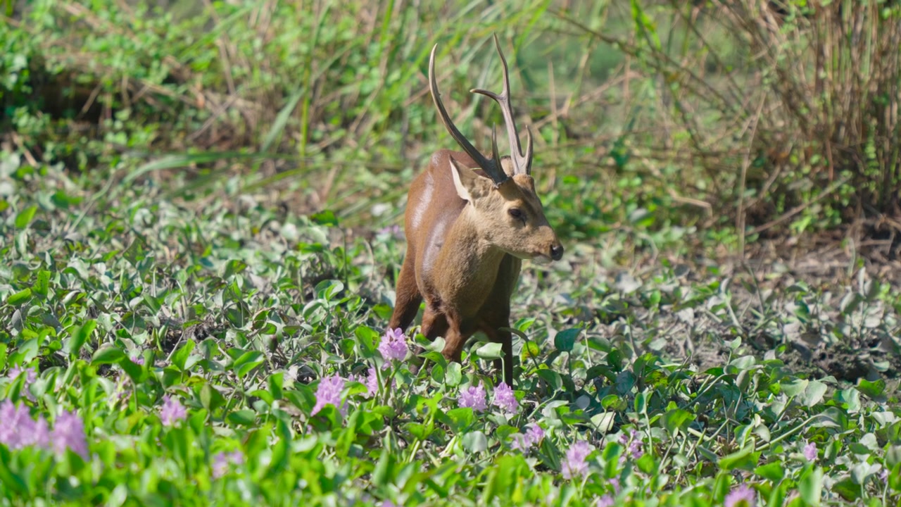 Un maestoso cervo Barasingha con palchi pascola tra vivaci piante acquatiche verdi e fiori viola in un habitat naturale di zone umide.
