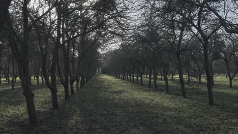 Walking-Through-Old-Orchard-In-January-4K