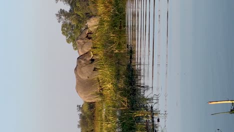 manadas verticales de elefantes pastando en la orilla del río