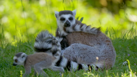 Primer-Plano-De-La-Linda-Familia-Lemur-Catta-Descansando-En-El-Campo-De-Hierba-Verde-Durante-El-Día-Soleado---Niños-Corriendo-En-El-Desierto