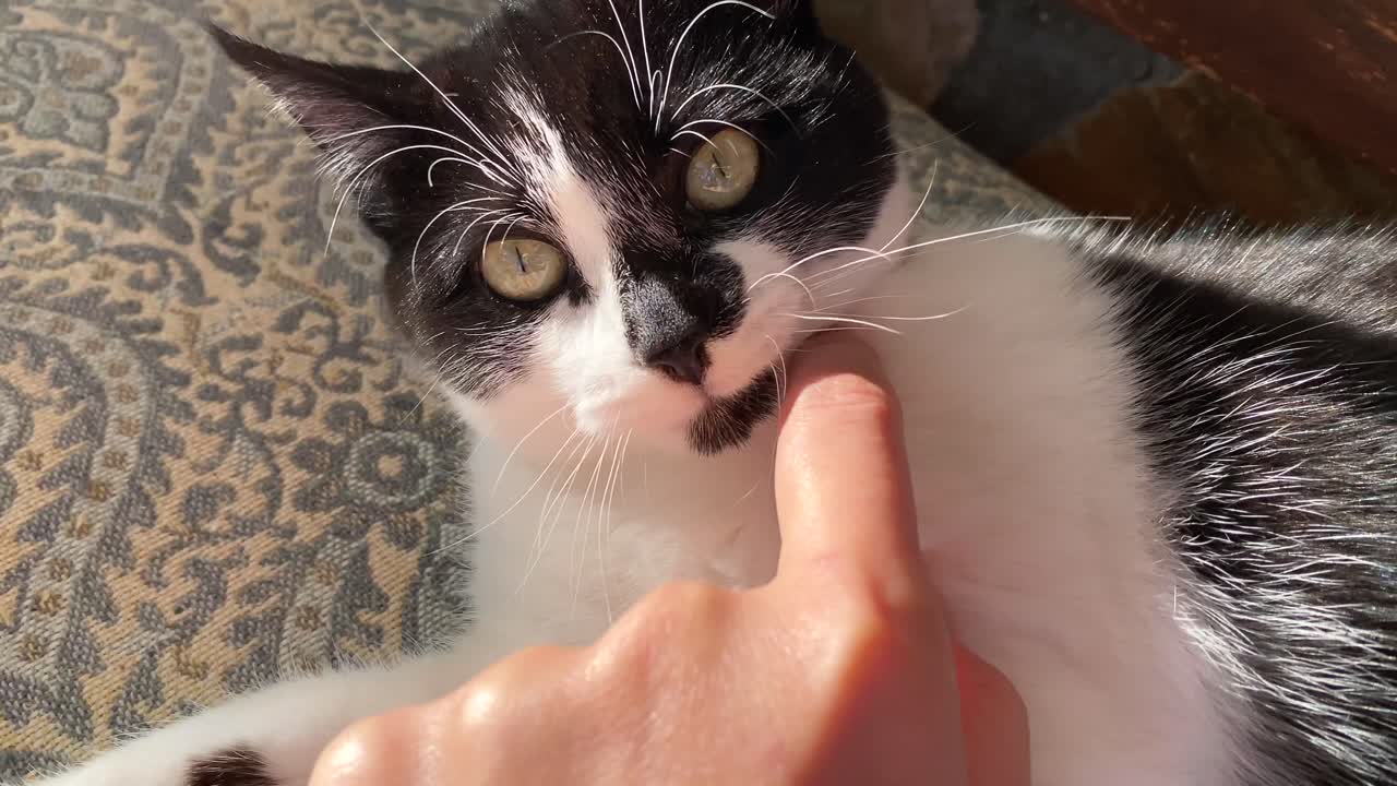 A black and white cat enjoys a human caressing its neck on an outdoor bench, a young cat resting on a bench