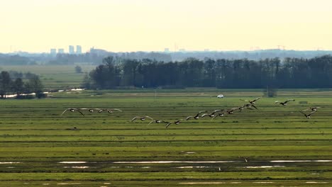 geese flying over dutch farmland