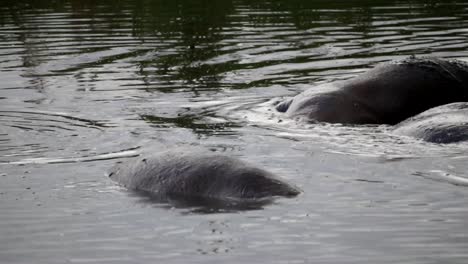 Group-of-hippos-diving,-playing-and-pouring-water-above-themselves-in-muddy-pond-of-Africa