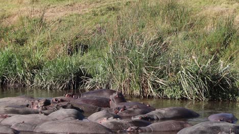 hippo walking into water hole in ngorongoro crater tanzania