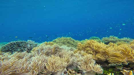 soft corals gently sway in the clear blue water, creating a vibrant and mesmerizing scene