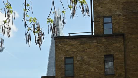 View-towards-The-Shard-through-a-tree,-London,-United-Kingdom