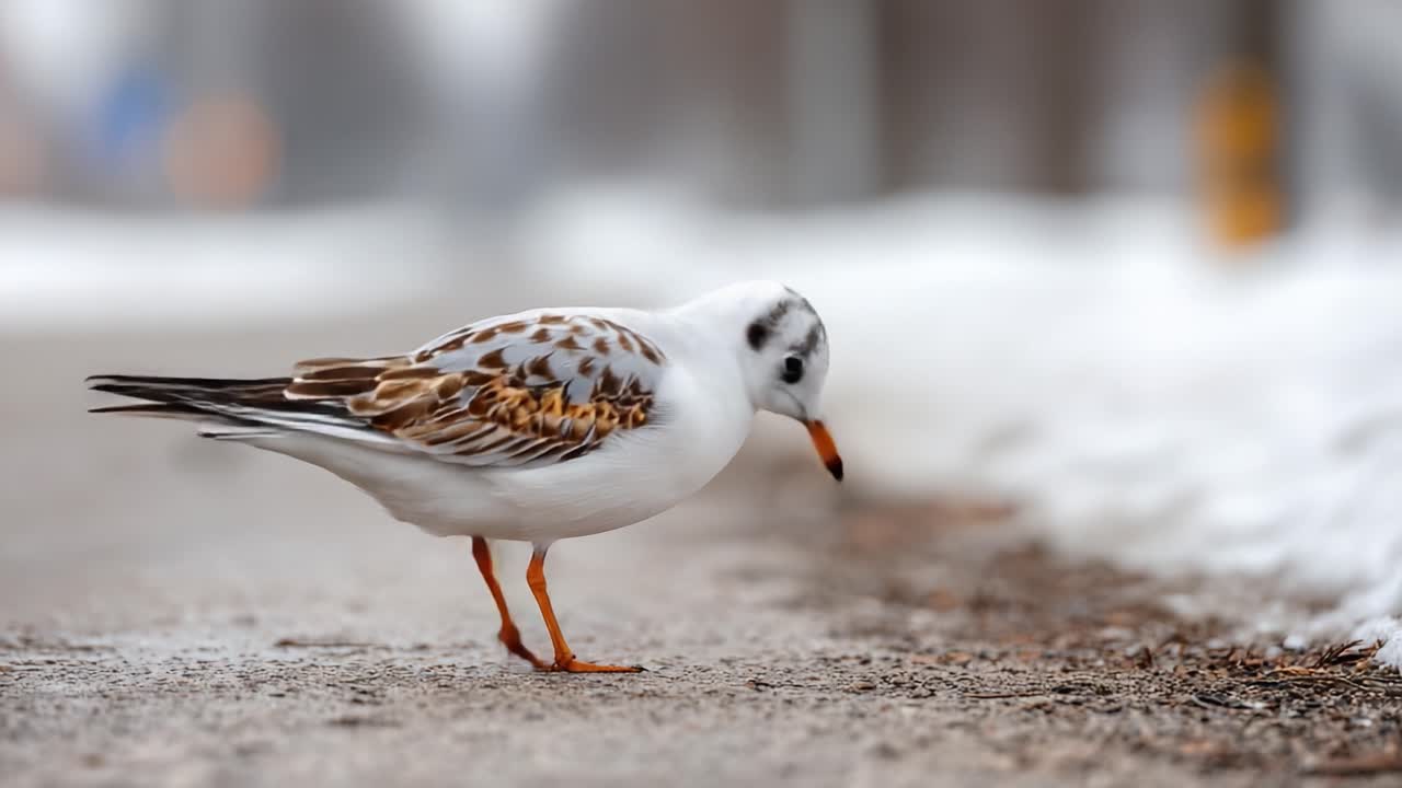 En ensom fugl om vinteren, som viser sin grasiøse holdning og intrikate fjærdrakt mens den står på en islagt sti, og legemliggjør skjønnheten i naturen og dyrelivet i kalde årstider