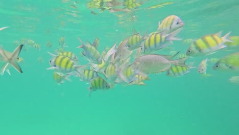 vibrant fish explore the underwater reef