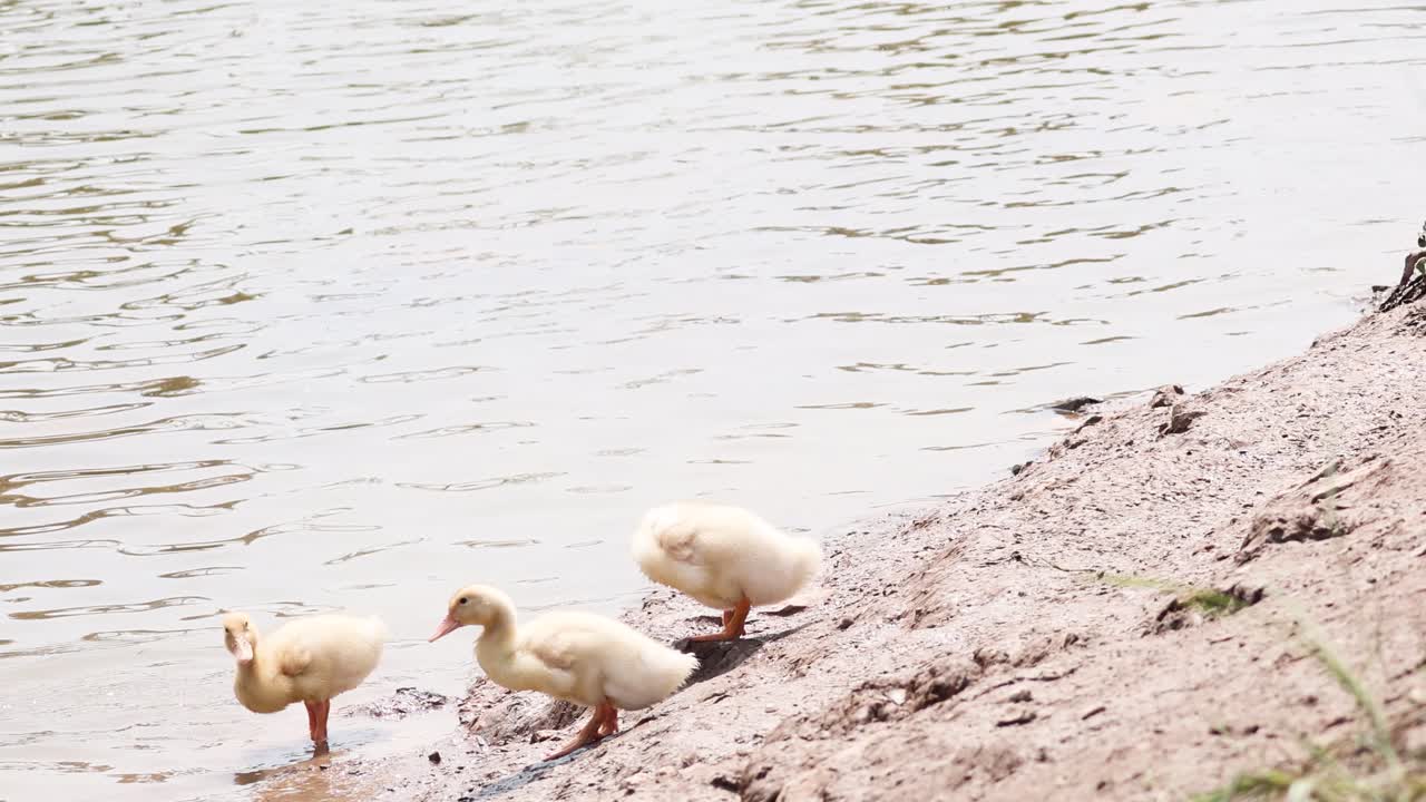 호수 근처 에서 고 수영 하는 오리 들 의 집단