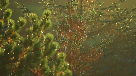 pine trees covered with morning dew are backlit by the gentle rays of the morning sun