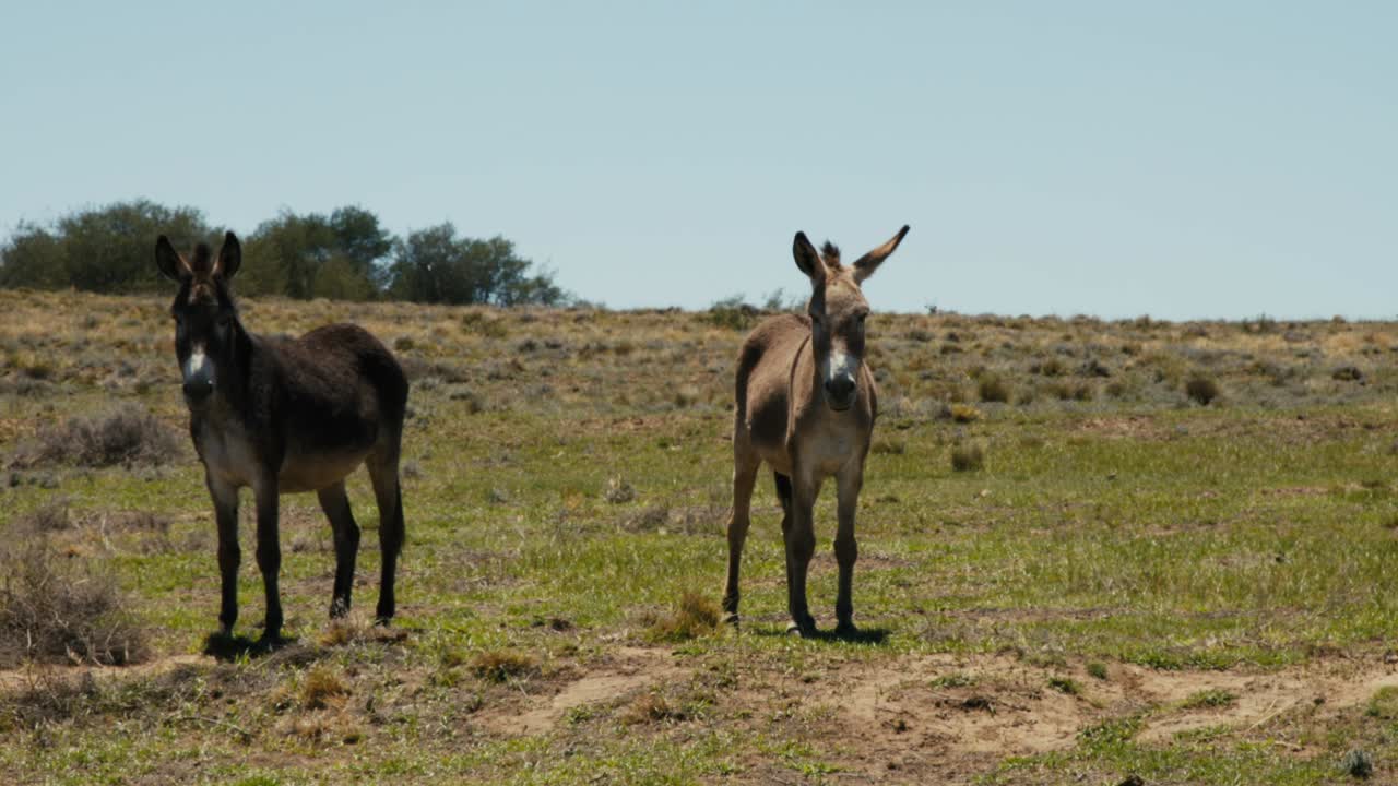 2 donkey's looking at you in a nature reserve