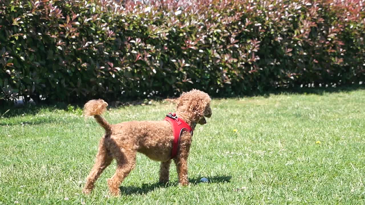 Brown Poodle in a Park