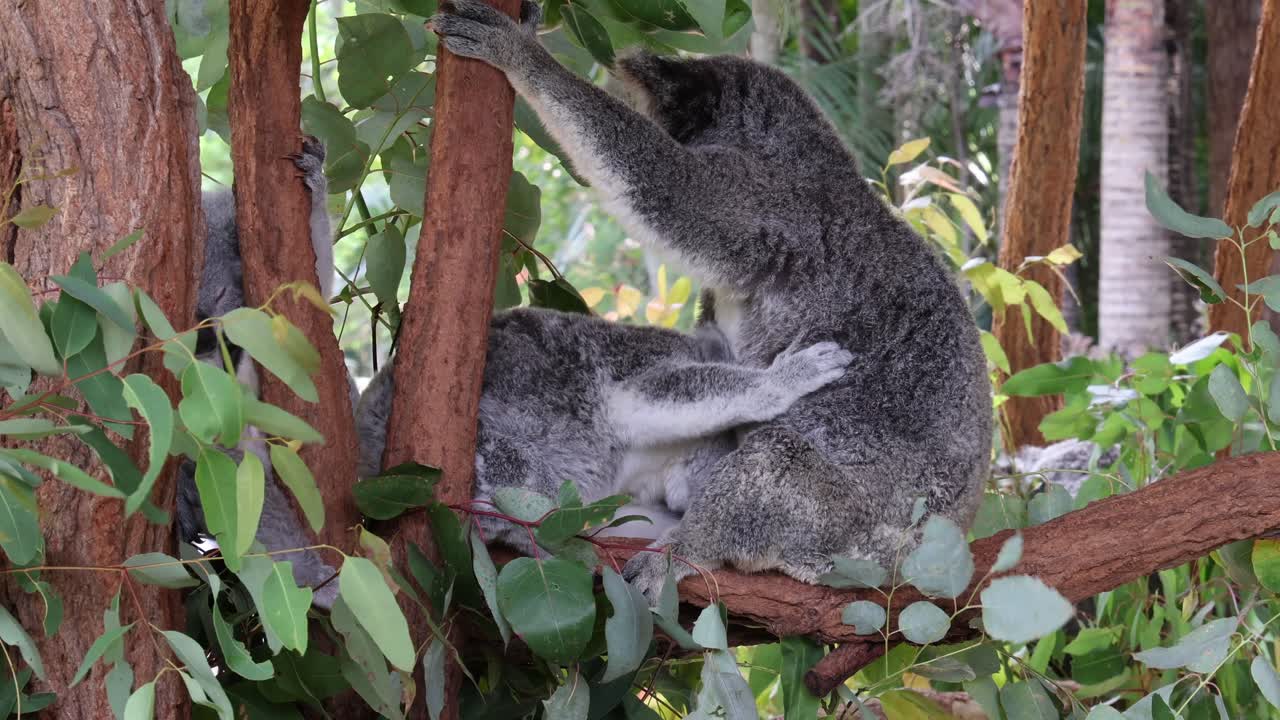 el koala se mueve y descansa entre las ramas del eucalipto