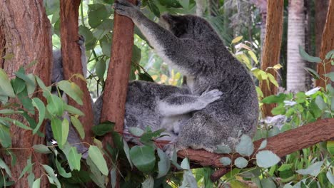 koala moves and rests among eucalyptus branches