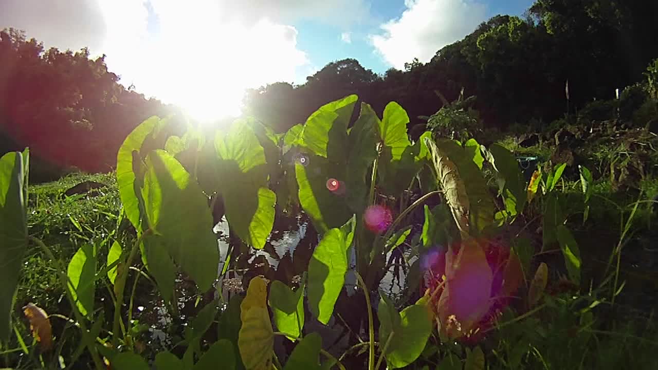 tiro pov a través de plantas verdes
