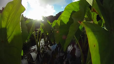 POV-shot-through-green-plants