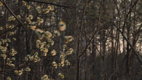 willow tree in spring. lot of catkins, evening