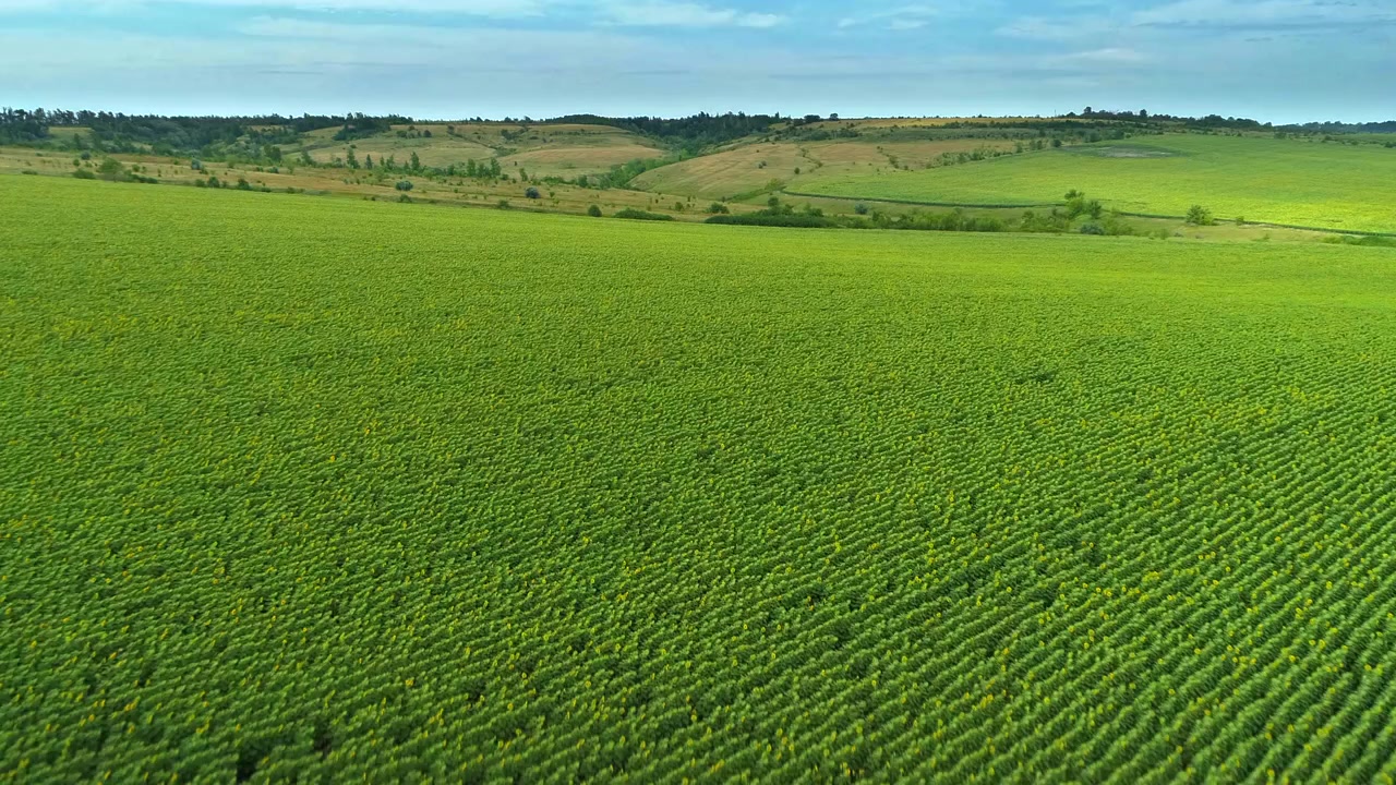 Low drone flight gradually descends across a broad sunflower hillside bringing neat green rows and scattered yellow flowers closer while layered farmland and trees remain visible on the horizon