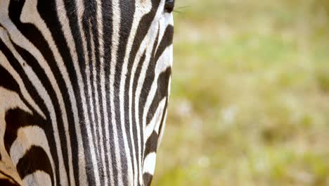 static shot of flys walking across a zebra face in the endless plains