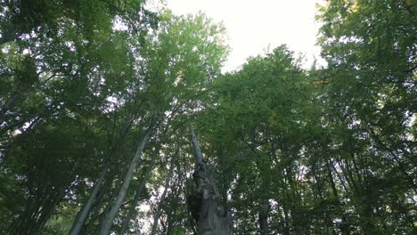 vuelo a través de un bosque salvaje con un árbol viejo en el medio