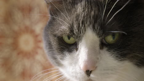 primer plano de un gato negro con la boca blanca parpadeando y girando la cabeza