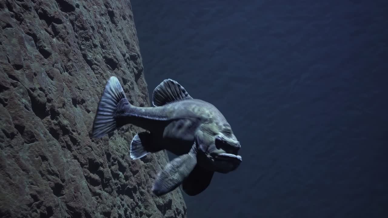 Coelacanth, a prehistoric fish thought to be extinct, gracefully swimming near rocky formations in deep blue waters, creating an enchanting underwater tableau rich in marine life