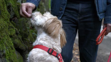 a curious and funny small sheepdog sniffs and tastes leaves from owners hand in a forrest, medium shot