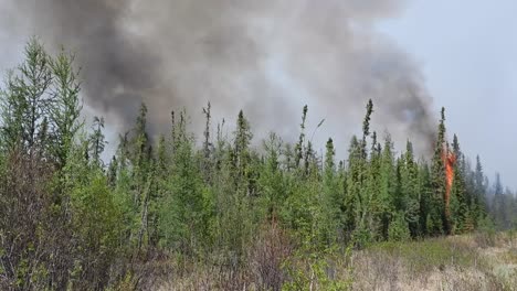 Rauch-Steigt-In-Die-Luft,-Wenn-Bei-Verheerenden-Waldbränden-In-Alberta-Wald-Brennt