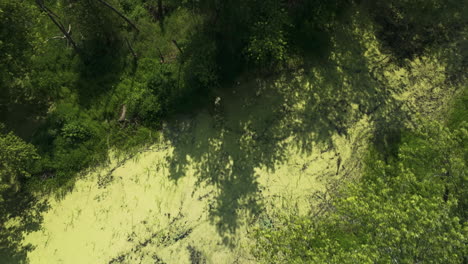 Bird&#039;s eye view of slough landscape terrain, floodplain forest, upper Mississippi