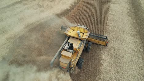 in wisconsin, a combine cuts and collects the soybean harvest