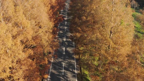 Avenida-Metasequoia-En-Shiga,-Japón