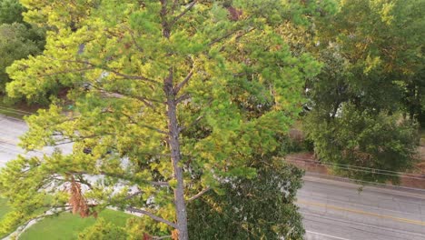 pine tree removal, drone perspective