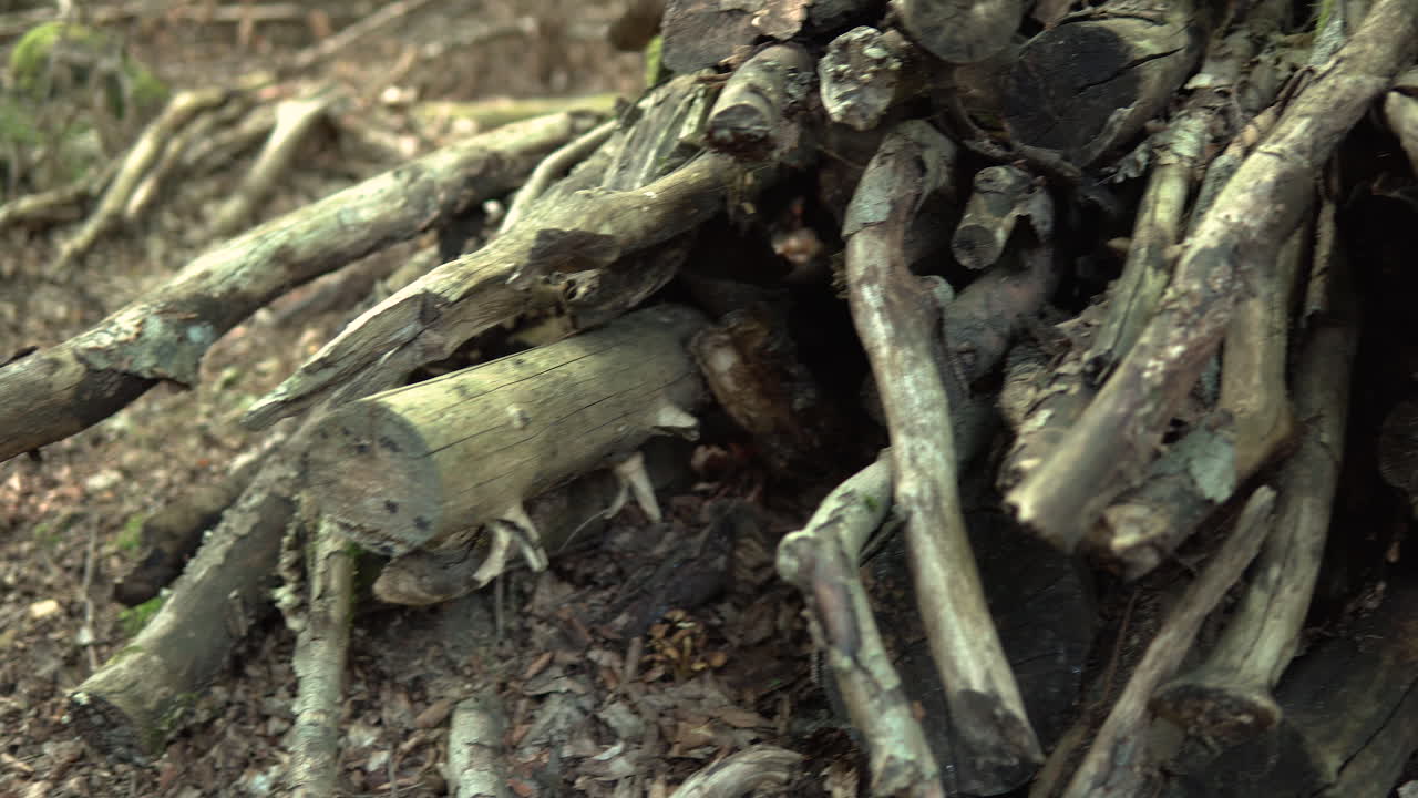 Pile Of Air-Dried Wood Tree Branches Covered With Moss At The Forest In Koleczkowo, Poland